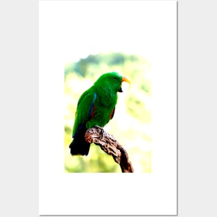 Eclectus Shouting The Odds Posters and Art